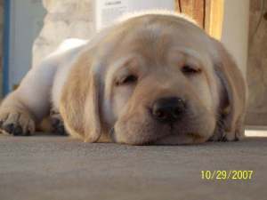 Yellow Labrador Retriever puppy
