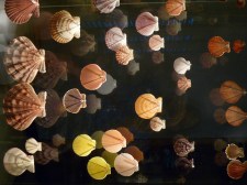 Sea shells in a glass display at the museum