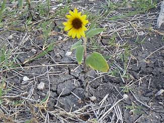 Small sunflower