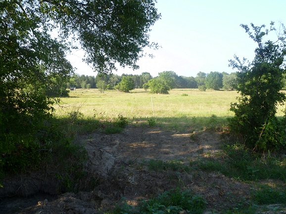 An open field with a few trees