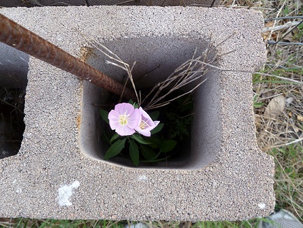 A wildflower growing inside a cinderblock
