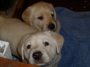 Two yellow Labrador Retriever puppies at 5 weeks of age