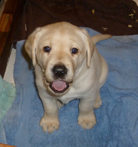 Tuco, a yellow Labrador Retriever puppy