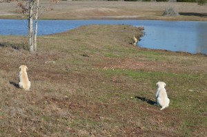 Two yellow Labrador Retriever puppies watching their mom by a pond