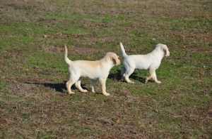 Two yellow Labrador Retriever puppies