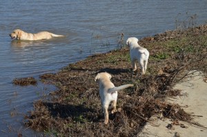 Two yellow Labrador Retriever puppies watching their mom swim in a pond