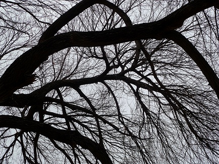 A tree without leaves, in winter