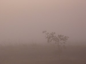 A tree in dense fog