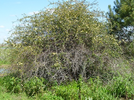 A yellow Lady Banks rose bush, much of it dead due to the drought