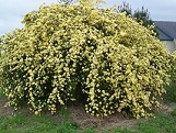 Yellow Lady Banks rose bush in bloom