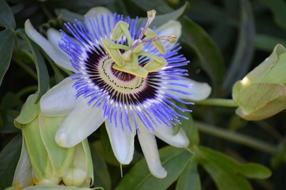Passion Flower