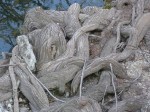 Unusual tree roots