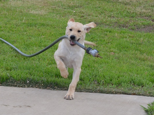 Puppy Tuco playing with the water hose