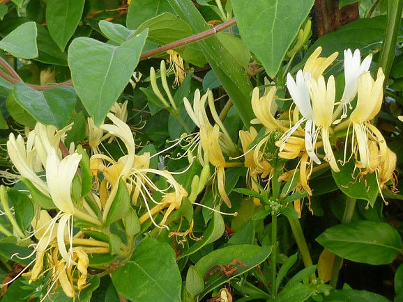 A closeup of the honeysuckle in bloom