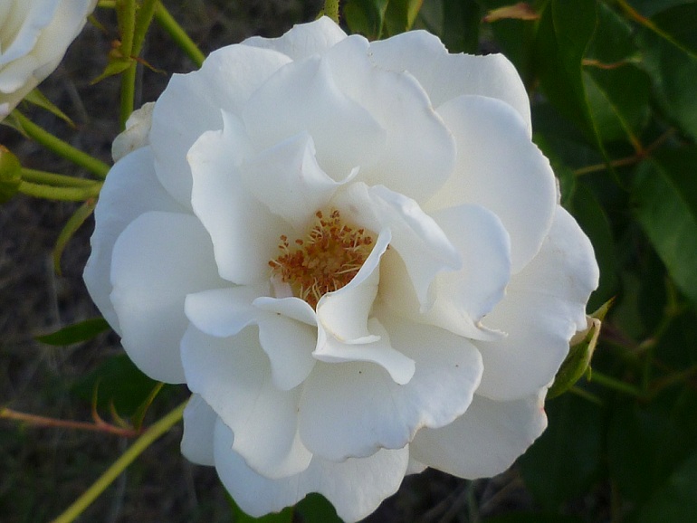 One white rose, closeup
