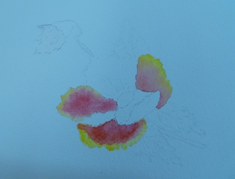 poppy watercolor in progress, photo 1