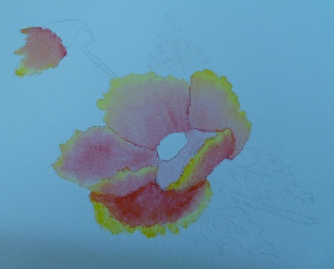 poppy watercolor in progress, all petals with some paint