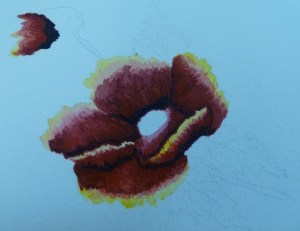 poppy watercolor in progress, petals all painted in