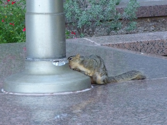 Squirrel Snacks (1s) Squirrel chewing on the base of a flag pole