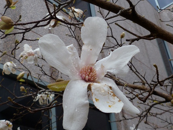 A white blossom on a tree