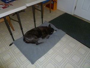 Our dog Moe, sleeping on the dog pad in the dining room