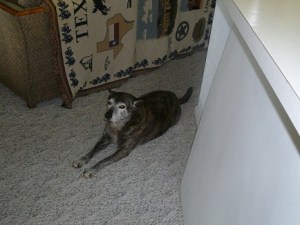 Moe hanging out on the carpet