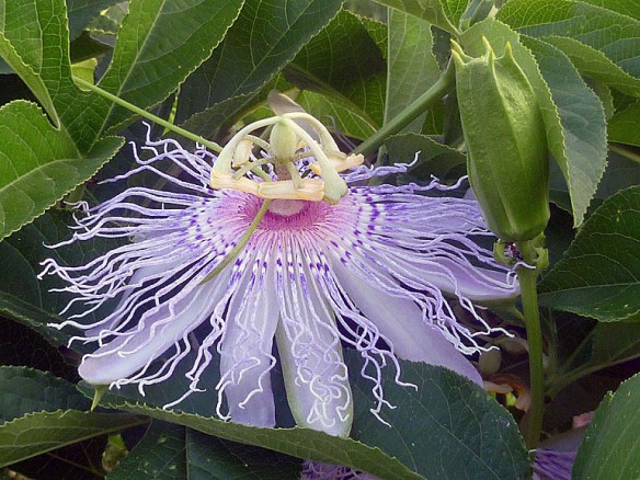 Native Passion Vine Flower