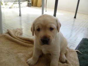 Tuco, a yellow Labrador Retriever, as a puppy