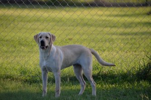 Tuco, a yellow Labrador Retriever, at 8 months of age