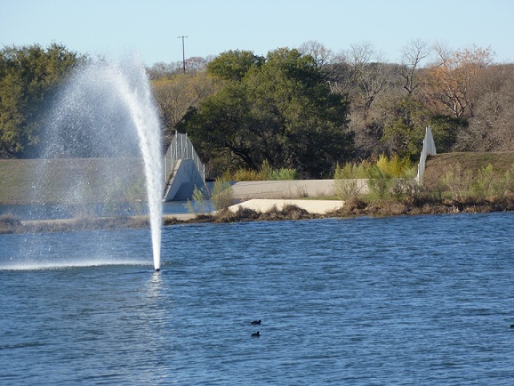 Ducks in a city pond with a spouting fountain