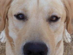 Dusty 03 (s) Closeup of Dusty, a yellow Labrador Retriever