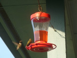 Hummingbirds (s) Two hummingbirds at a feeder