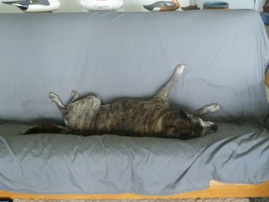 My dog Moe, sleeping on the couch with her feet sticking up