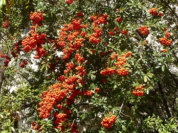 A Pyrachantha bush all in bloom