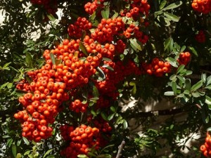 A Pyracantha bush with lots of red berries