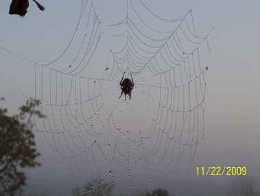 A spider web with the spider in the middle