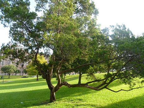 A cedar tree on the Texas Capitol grounds