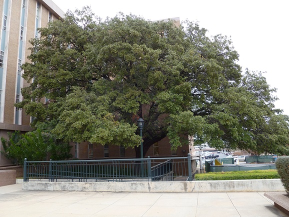 An oak tree, planted long ago