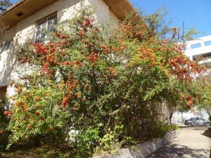 A bush full of red berries for the winter