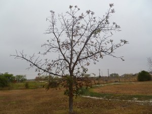 A Burr Oak tree with a few leaves in the late autumn