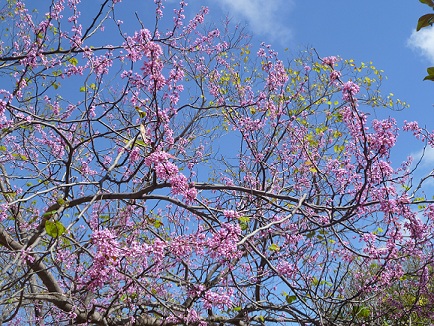 A Mexican Redbud in bloom