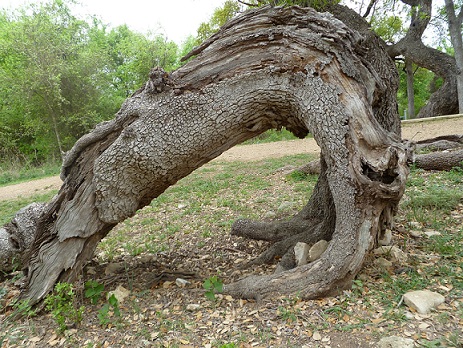 A huge, old, bent tree limb