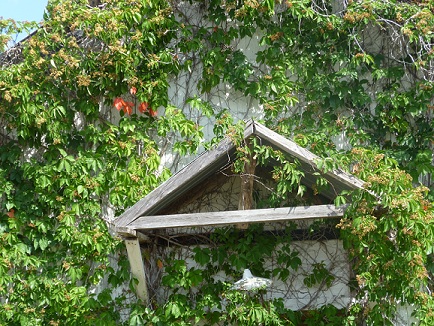 An abandoned church covered with vines