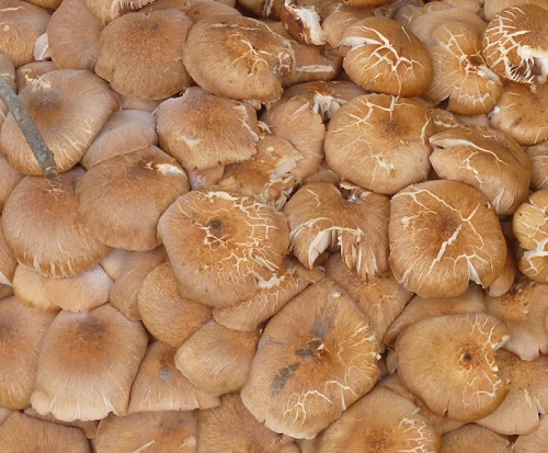A closeup of mushrooms