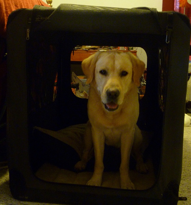 Dusty in an open dog crate