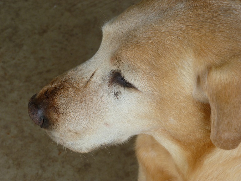 A yellow Labrador Retriever with a swollen nose due to a rattlesnake bite