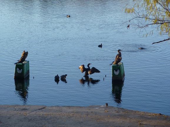 Birds at dawn on Lady Bird Lake