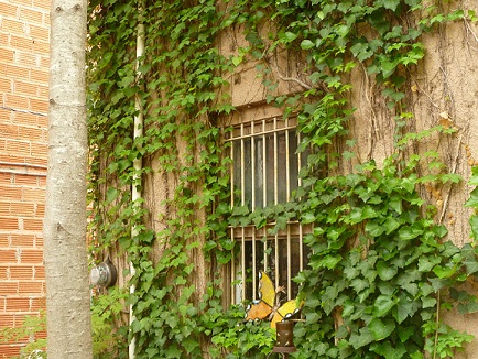 A window with bars and ivy