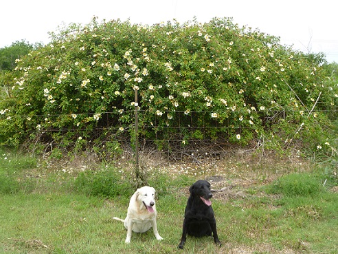 Two dogs in front of a Mermaid rose bush