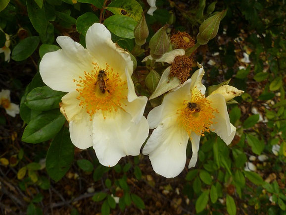 Two bees in Mermaid rose blooms